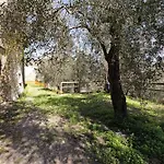 Pana La Taggiasca